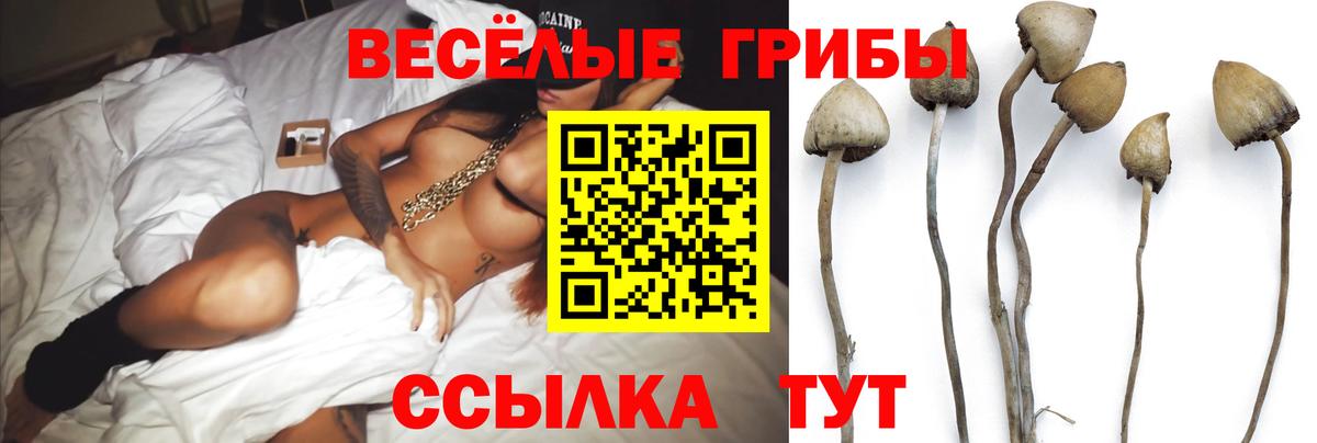 Псилоцибиновые грибы Psilocybine cubensis Великий Устюг